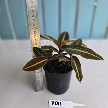 Load image into Gallery viewer, #RD11 Three x Headed Labisia Brown Pink