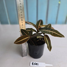 Load image into Gallery viewer, #RD11 Three x Headed Labisia Brown Pink