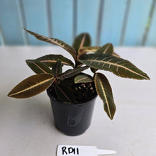 Load image into Gallery viewer, #RD11 Three x Headed Labisia Brown Pink