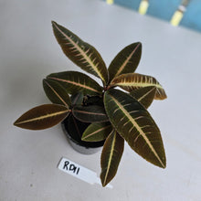 Load image into Gallery viewer, #RD11 Three x Headed Labisia Brown Pink