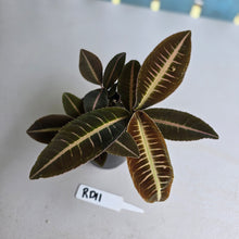 Load image into Gallery viewer, #RD11 Three x Headed Labisia Brown Pink