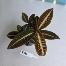 Load image into Gallery viewer, #RD11 Three x Headed Labisia Brown Pink