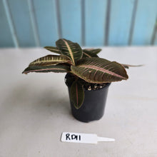 Load image into Gallery viewer, #RD11 Three x Headed Labisia Brown Pink