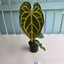 Load image into Gallery viewer, #R90 Anthurium Magnificum x