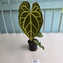 Load image into Gallery viewer, #R90 Anthurium Magnificum x
