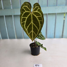 Load image into Gallery viewer, #R90 Anthurium Magnificum x