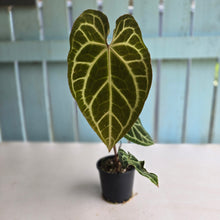 Load image into Gallery viewer, #R90 Anthurium Magnificum x