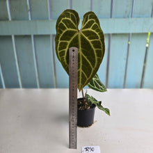 Load image into Gallery viewer, #R90 Anthurium Magnificum x