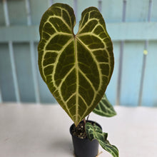 Load image into Gallery viewer, #R90 Anthurium Magnificum x
