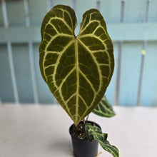 Load image into Gallery viewer, #R90 Anthurium Magnificum x