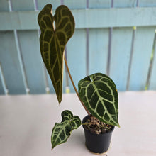 Load image into Gallery viewer, #R90 Anthurium Magnificum x