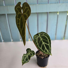 Load image into Gallery viewer, #R90 Anthurium Magnificum x