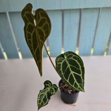 Load image into Gallery viewer, #R90 Anthurium Magnificum x