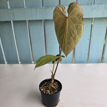 Load image into Gallery viewer, #R90 Anthurium Magnificum x