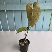 Load image into Gallery viewer, #R90 Anthurium Magnificum x