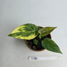 Load image into Gallery viewer, #R34 Variegated Anthurium Forgetii x (Papillilaminum x)