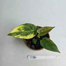 Load image into Gallery viewer, #R34 Variegated Anthurium Forgetii x (Papillilaminum x)