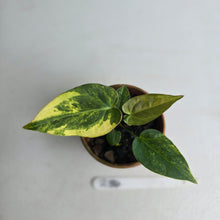 Load image into Gallery viewer, #R34 Variegated Anthurium Forgetii x (Papillilaminum x)