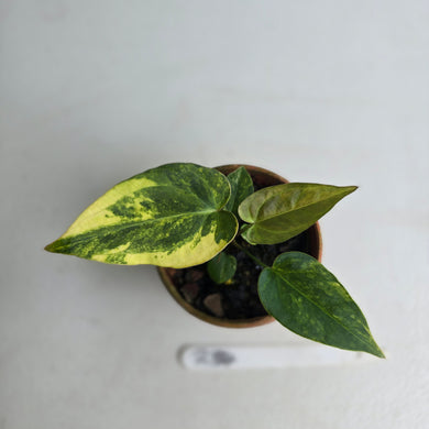 #R34 Variegated Anthurium Forgetii x (Papillilaminum x)