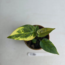Load image into Gallery viewer, #R34 Variegated Anthurium Forgetii x (Papillilaminum x)