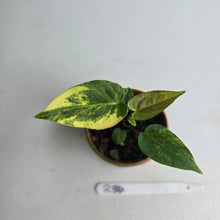 Load image into Gallery viewer, #R34 Variegated Anthurium Forgetii x (Papillilaminum x)