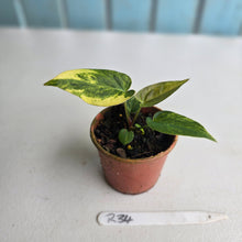 Load image into Gallery viewer, #R34 Variegated Anthurium Forgetii x (Papillilaminum x)