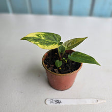 Load image into Gallery viewer, #R34 Variegated Anthurium Forgetii x (Papillilaminum x)