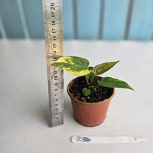 Load image into Gallery viewer, #R34 Variegated Anthurium Forgetii x (Papillilaminum x)
