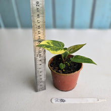 Load image into Gallery viewer, #R34 Variegated Anthurium Forgetii x (Papillilaminum x)