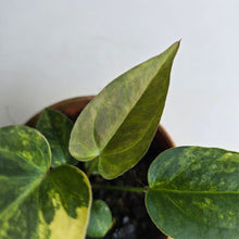 Load image into Gallery viewer, #R34 Variegated Anthurium Forgetii x (Papillilaminum x)