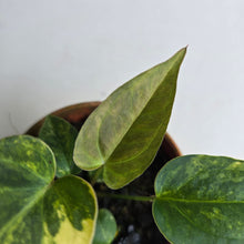 Load image into Gallery viewer, #R34 Variegated Anthurium Forgetii x (Papillilaminum x)