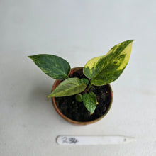 Load image into Gallery viewer, #R34 Variegated Anthurium Forgetii x (Papillilaminum x)