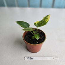 Load image into Gallery viewer, #R34 Variegated Anthurium Forgetii x (Papillilaminum x)