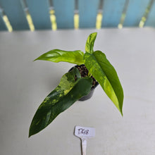 Load image into Gallery viewer, #D48 Variegated Philodendron Domesticum