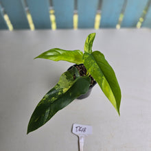 Load image into Gallery viewer, #D48 Variegated Philodendron Domesticum