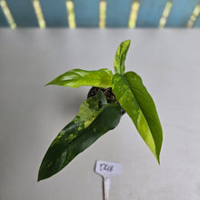 Load image into Gallery viewer, #D48 Variegated Philodendron Domesticum