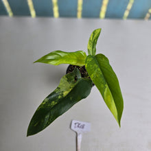 Load image into Gallery viewer, #D48 Variegated Philodendron Domesticum