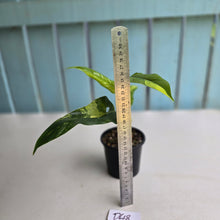 Load image into Gallery viewer, #D48 Variegated Philodendron Domesticum