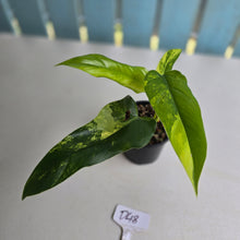 Load image into Gallery viewer, #D48 Variegated Philodendron Domesticum