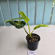Load image into Gallery viewer, #D48 Variegated Philodendron Domesticum