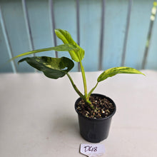 Load image into Gallery viewer, #D48 Variegated Philodendron Domesticum
