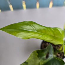 Load image into Gallery viewer, #D48 Variegated Philodendron Domesticum