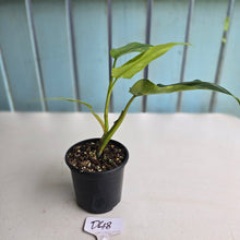 Load image into Gallery viewer, #D48 Variegated Philodendron Domesticum