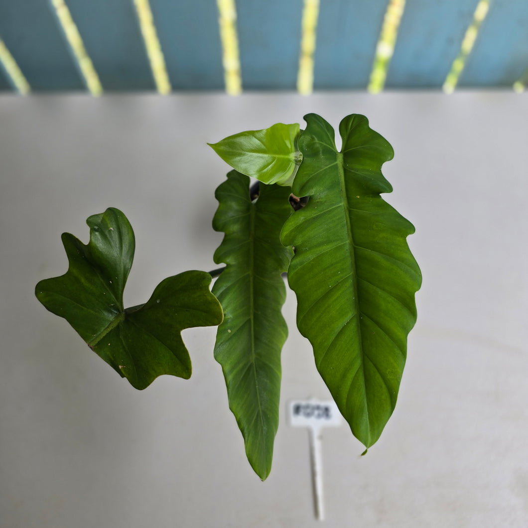 #RD38 Philodendron Bernardopazii x Bob Cee