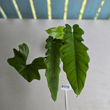 Load image into Gallery viewer, #RD38 Philodendron Bernardopazii x Bob Cee