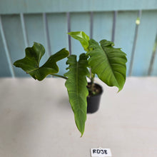 Load image into Gallery viewer, #RD38 Philodendron Bernardopazii x Bob Cee
