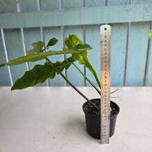 Load image into Gallery viewer, #RD38 Philodendron Bernardopazii x Bob Cee