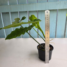 Load image into Gallery viewer, #RD38 Philodendron Bernardopazii x Bob Cee