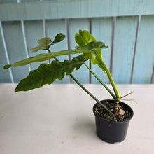 Load image into Gallery viewer, #RD38 Philodendron Bernardopazii x Bob Cee