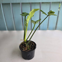 Load image into Gallery viewer, #RD38 Philodendron Bernardopazii x Bob Cee